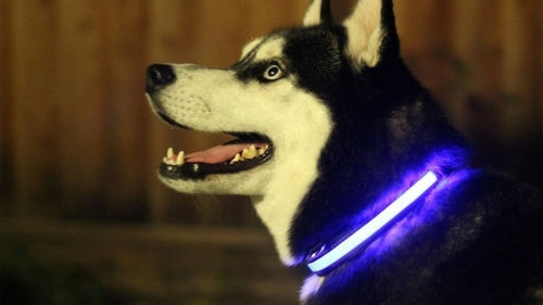 LED svetleča ovratnica za pse